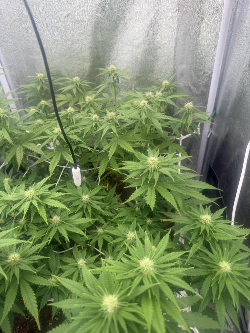 Amnesia Lemon  + Critical Widow. Week 7