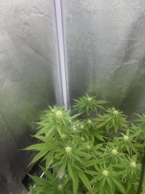 Amnesia Lemon  + Critical Widow. Week 7