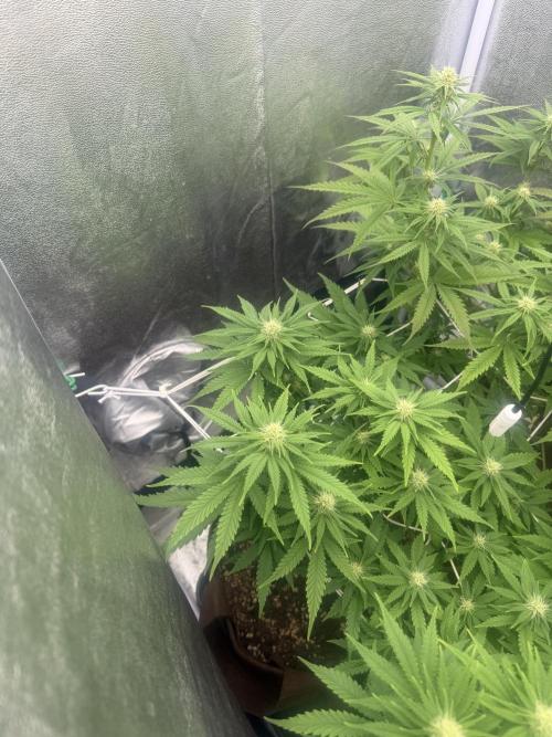 Amnesia Lemon  + Critical Widow. Week 7