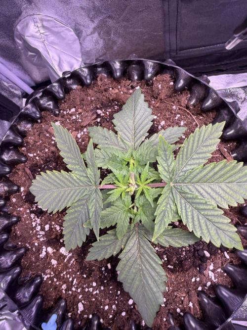 Mix  SL DWC 34 l /  GMOC Soil 12l 🌊vs??. Week 2 - Day 11 (16 march)