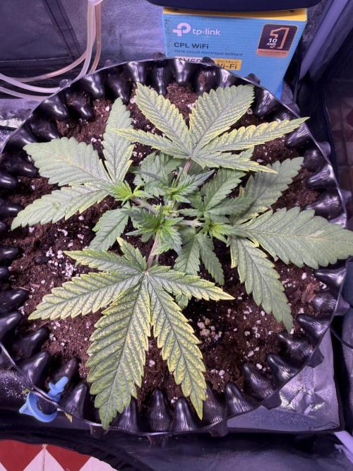 Mix  SL DWC 34 l /  GMOC Soil 12l 🌊vs??. Week 2