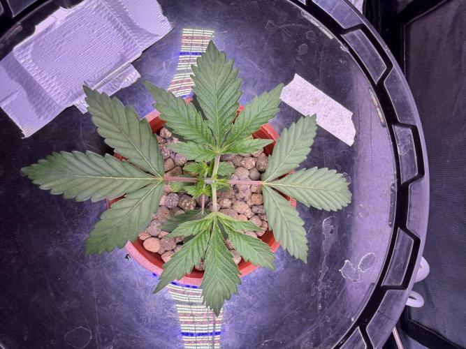 Mix  SL DWC 34 l /  GMOC Soil 12l 🌊vs??. Week 2