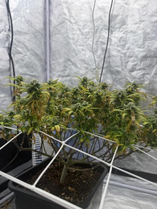 Chocolate rainbow XXL🌈🍫. Week 15