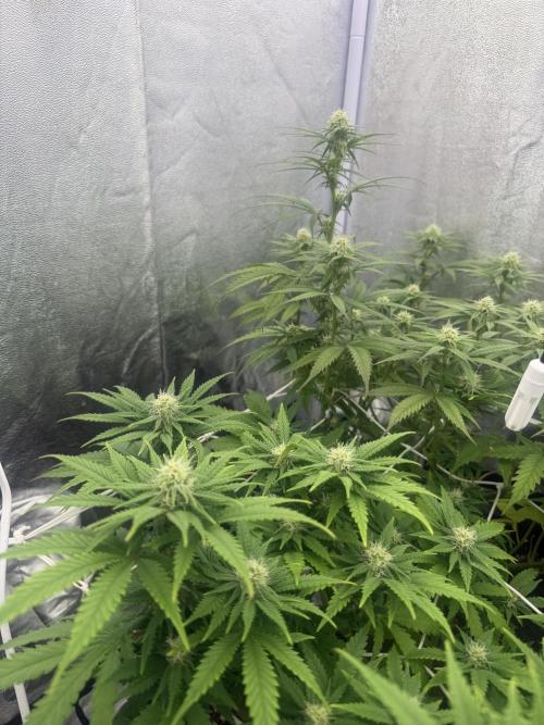 Amnesia Lemon  + Critical Widow. Week 7 - Day 60 (18 march)