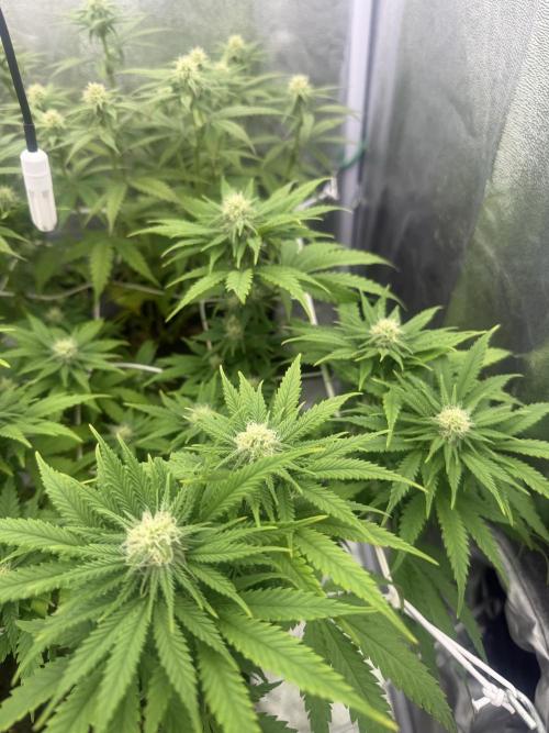 Amnesia Lemon  + Critical Widow. Week 7