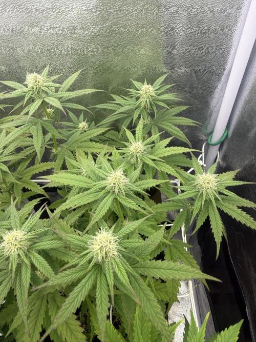 Amnesia Lemon  + Critical Widow. Week 7