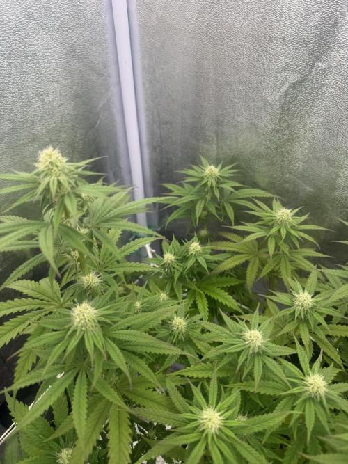 Amnesia Lemon  + Critical Widow. Week 7