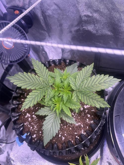 Mix  SL DWC 34 l /  GMOC Soil 12l 🌊vs??. Week 2 - Day 13 ( 18 march)
