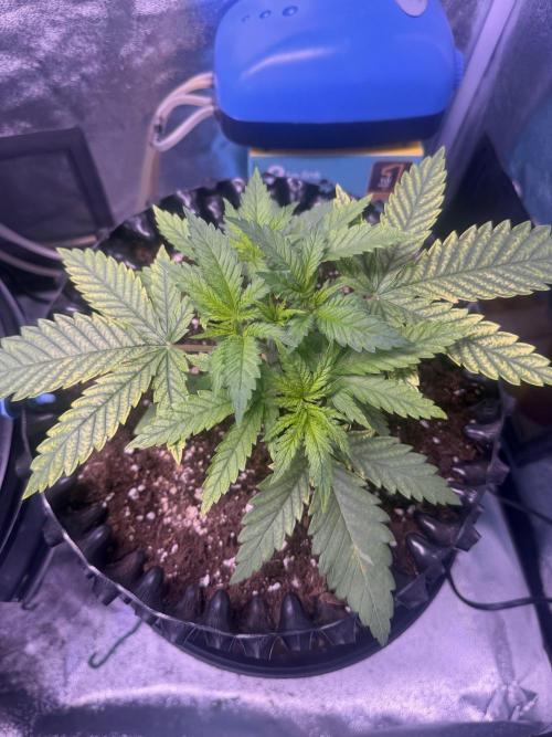 Mix  SL DWC 34 l /  GMOC Soil 12l 🌊vs??. Week 2