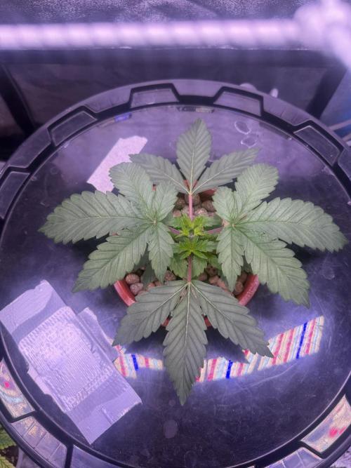 Mix  SL DWC 34 l /  GMOC Soil 12l 🌊vs??. Week 2 - 589 ppm / 5.8 / buller 40%