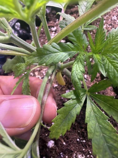 Mix  SL DWC 34 l /  GMOC Soil 12l 🌊vs??. Week 2 - LST technique 
