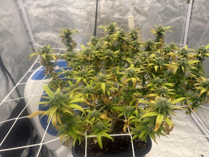 Chocolate rainbow XXL🌈🍫. Week 15