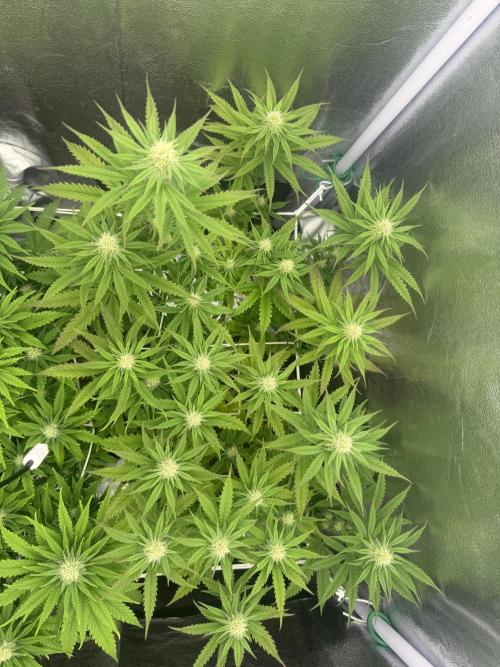 Amnesia Lemon  + Critical Widow. Week 7