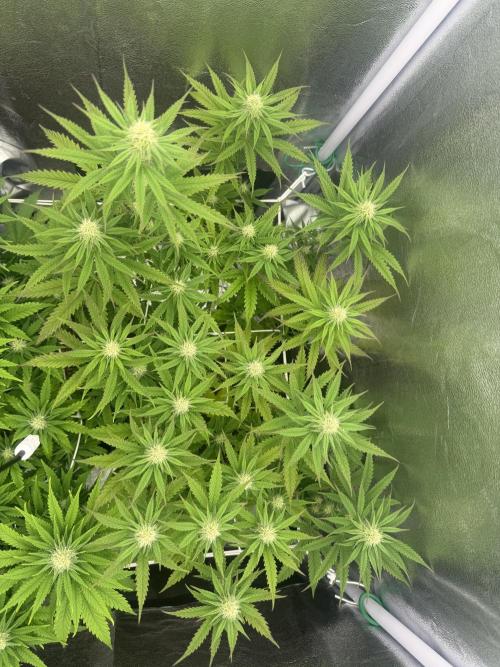 Amnesia Lemon  + Critical Widow. Week 7