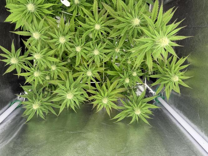 Amnesia Lemon  + Critical Widow. Week 7