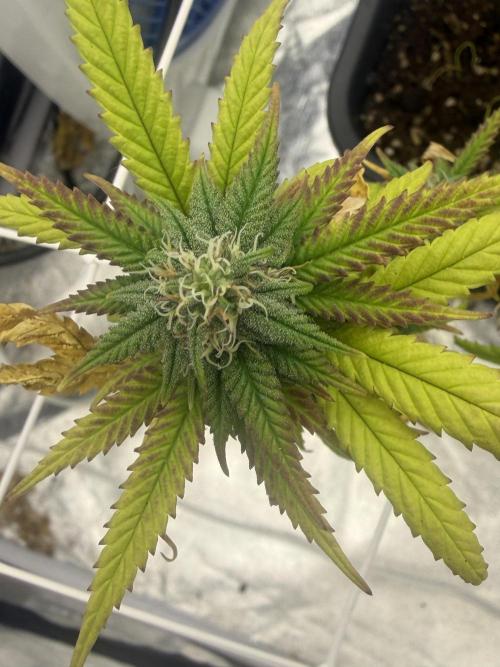 Chocolate rainbow XXL🌈🍫. Week 15