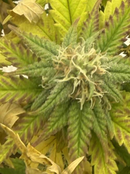 Chocolate rainbow XXL🌈🍫. Week 15