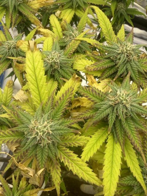 Chocolate rainbow XXL🌈🍫. Week 15