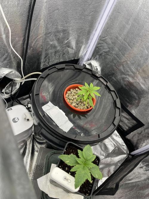 🌈Chocolate Rainbow xxl🌈 old dwc. Week 2