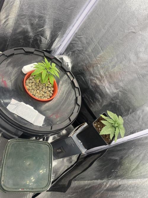 🌈Chocolate Rainbow xxl🌈 old dwc. Week 2