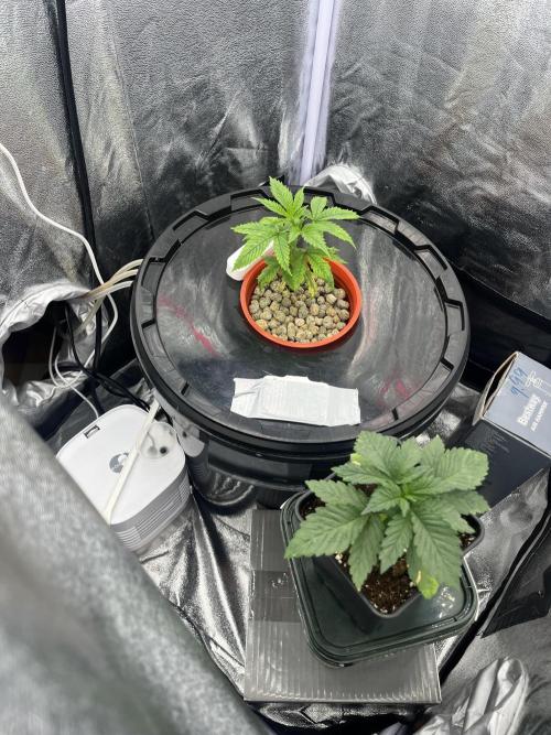 🌈Chocolate Rainbow xxl🌈 old dwc. Week 2
