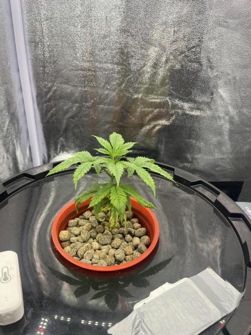 🌈Chocolate Rainbow xxl🌈 old dwc. Week 2