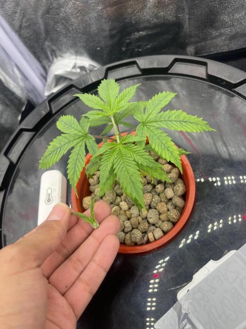 🌈Chocolate Rainbow xxl🌈 old dwc. Week 3