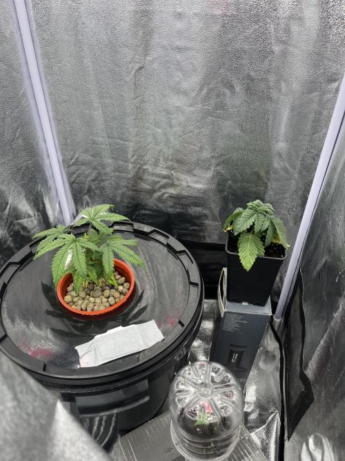 🌈Chocolate Rainbow xxl🌈 old dwc. Week 3