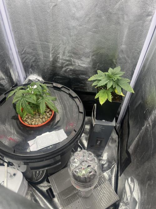 🌈Chocolate Rainbow xxl🌈 old dwc. Week 3