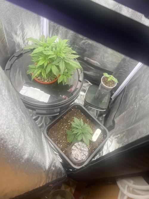 🌈Chocolate Rainbow xxl🌈 old dwc. Week 3