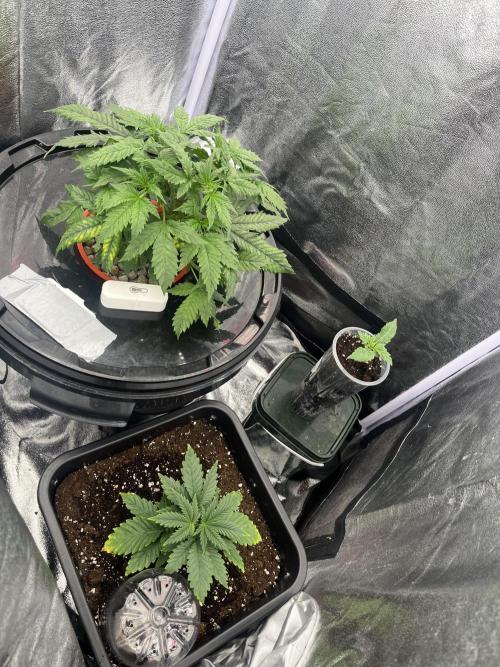 🌈Chocolate Rainbow xxl🌈 old dwc. Week 4