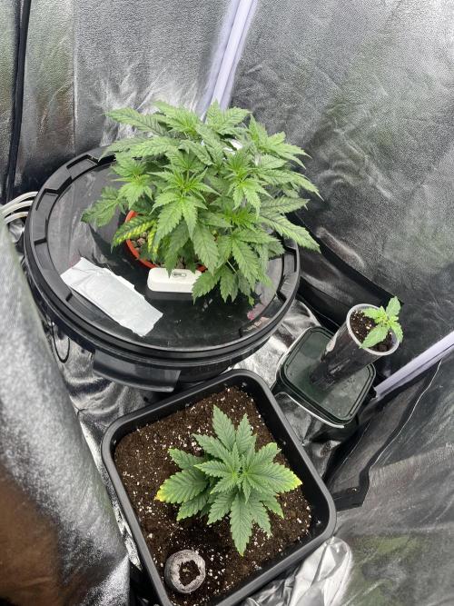 🌈Chocolate Rainbow xxl🌈 old dwc. Week 4