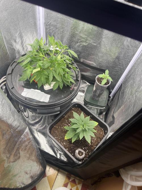 🌈Chocolate Rainbow xxl🌈 old dwc. Week 4