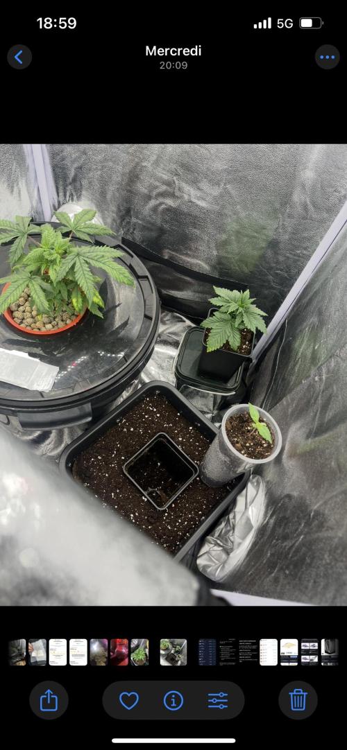 🌈Chocolate Rainbow xxl🌈 old dwc. Week 4
