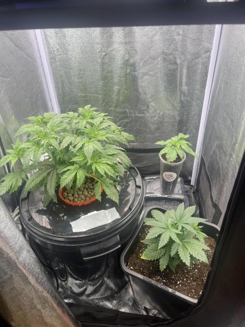 🌈Chocolate Rainbow xxl🌈 old dwc. Week 4