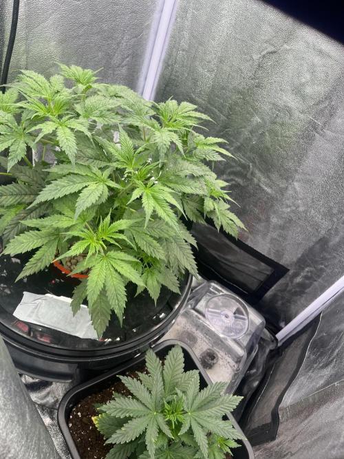 🌈Chocolate Rainbow xxl🌈 old dwc. Week 4