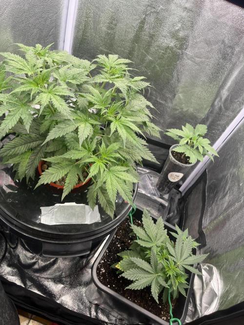 🌈Chocolate Rainbow xxl🌈 old dwc. Week 4