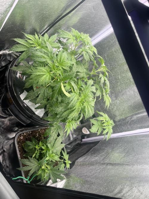 🌈Chocolate Rainbow xxl🌈 old dwc. Week 5