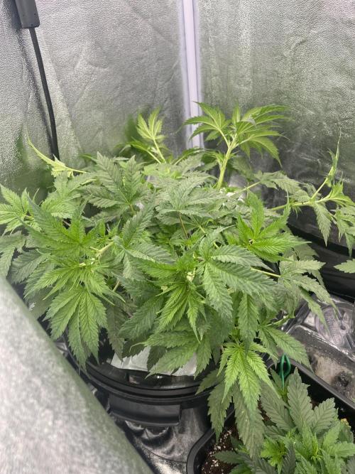 🌈Chocolate Rainbow xxl🌈 old dwc. Week 5