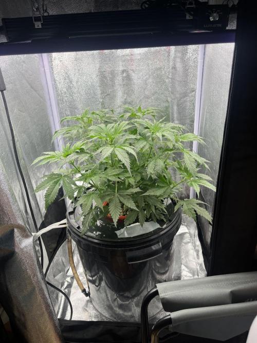 🌈Chocolate Rainbow xxl🌈 old dwc. Week 5