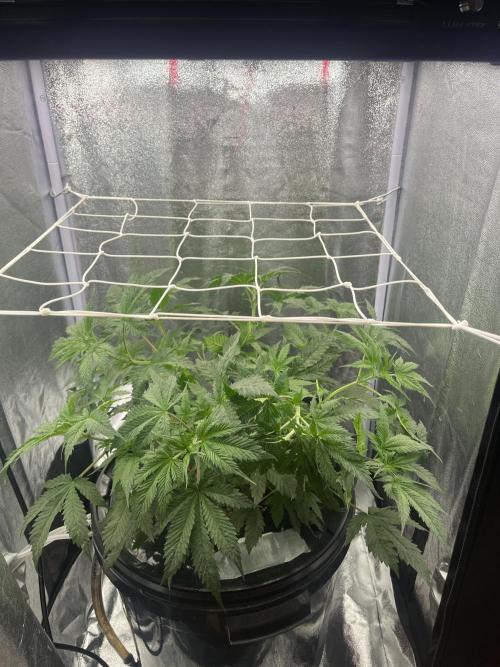 🌈Chocolate Rainbow xxl🌈 old dwc. Week 5