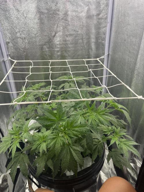 🌈Chocolate Rainbow xxl🌈 old dwc. Week 5