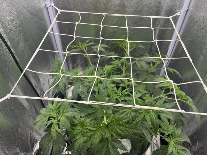 🌈Chocolate Rainbow xxl🌈 old dwc. Week 5