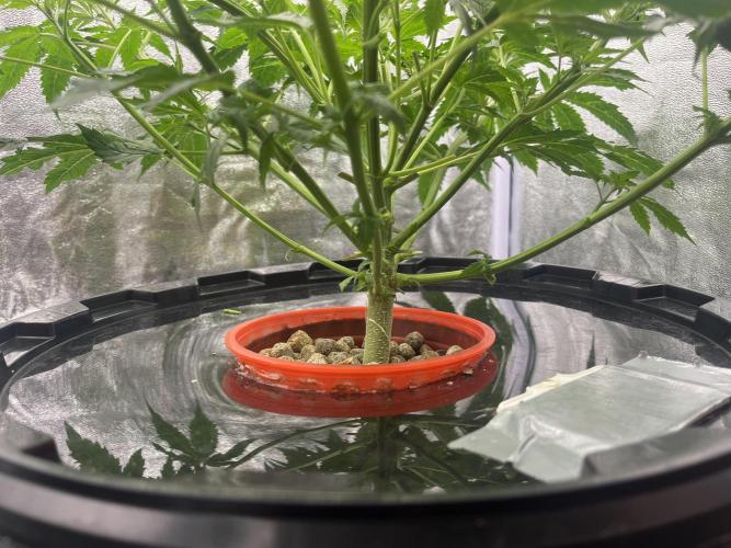 🌈Chocolate Rainbow xxl🌈 old dwc. Week 5