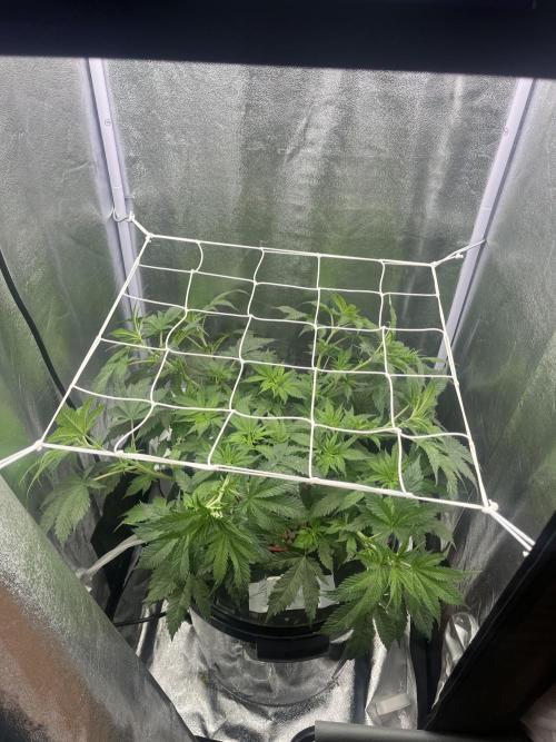 🌈Chocolate Rainbow xxl🌈 old dwc. Week 5