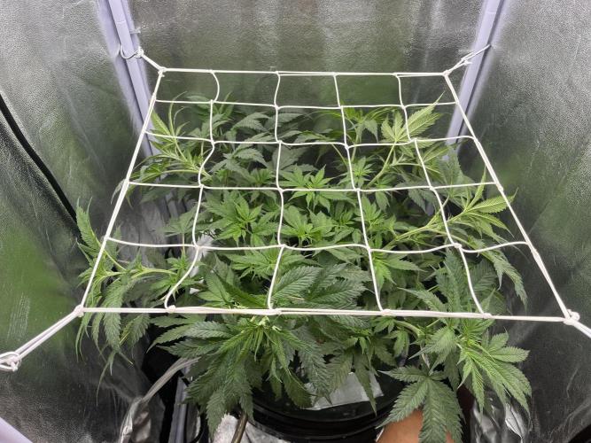 🌈Chocolate Rainbow xxl🌈 old dwc. Week 5