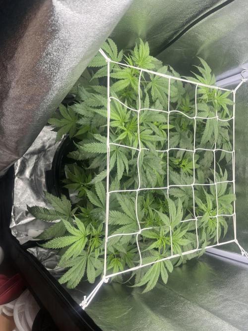 🌈Chocolate Rainbow xxl🌈 old dwc. Week 6