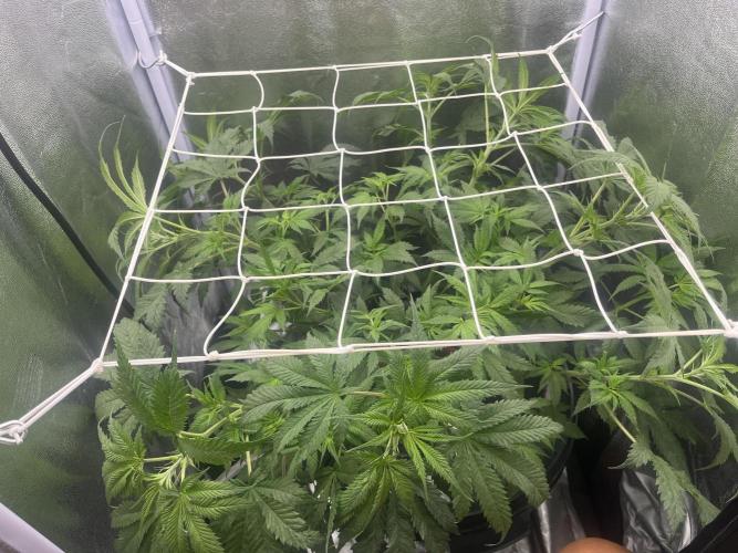 🌈Chocolate Rainbow xxl🌈 old dwc. Week 6