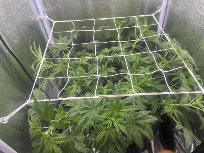 🌈Chocolate Rainbow xxl🌈 old dwc. Week 6
