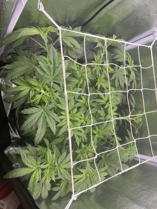 🌈Chocolate Rainbow xxl🌈 old dwc. Week 6